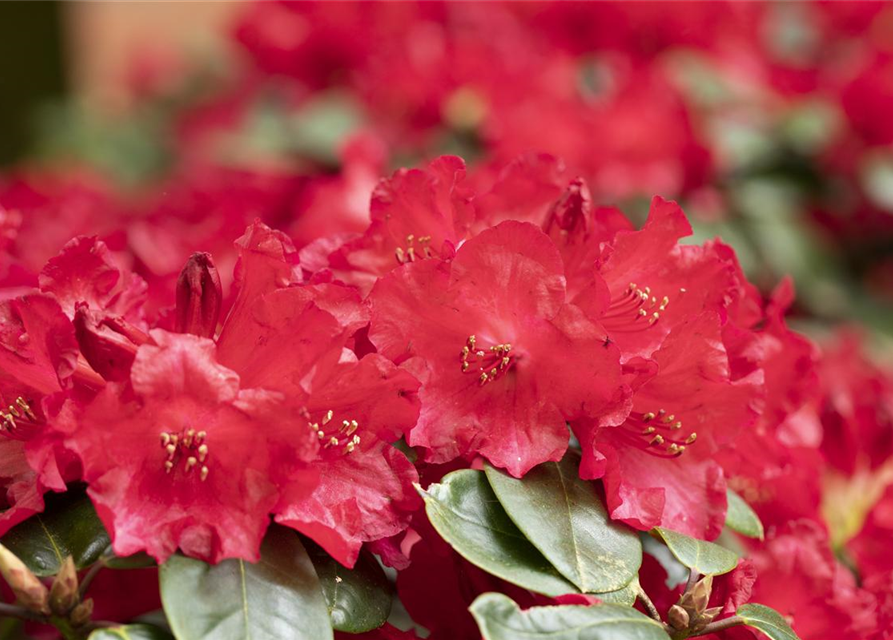 Rhododendron 'Tromba'