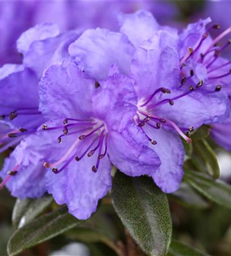 Kleinblättriger Rhododendron 'Saint Merryn'