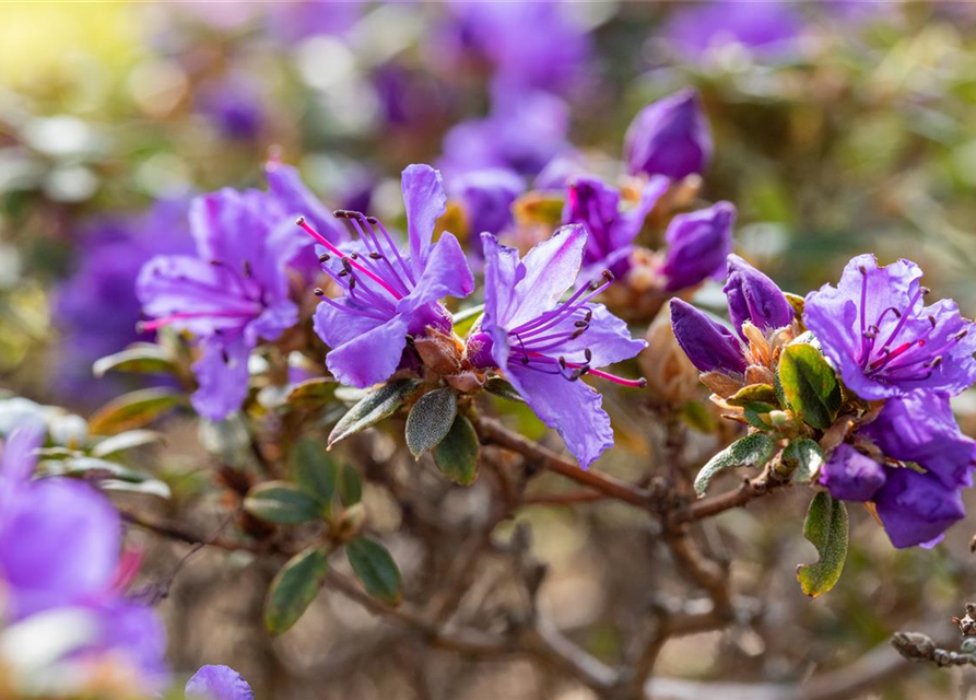 Kleinblättriger Rhododendron 'Saint Merryn'
