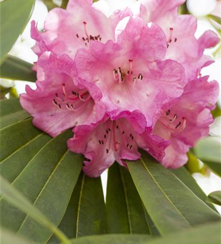 Rhododendron 'INKARHO® Rosa Dufthecke'