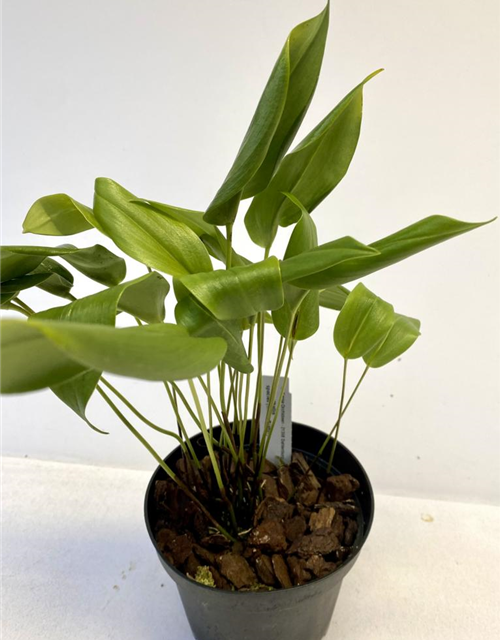 Pleurothallis species (kleine Blätter) 