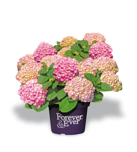 Hydrangea macrophylla 'Forever & Ever'® Pink