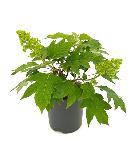 Hydrangea quercifolia 'Tara' ®