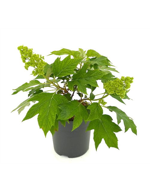 Hydrangea quercifolia 'Tara' ®