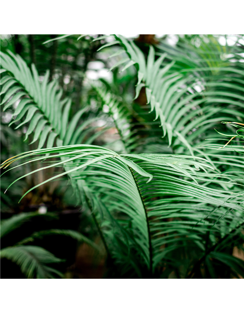 Floragard Aktiv Grünpflanzen- und Palmenerde