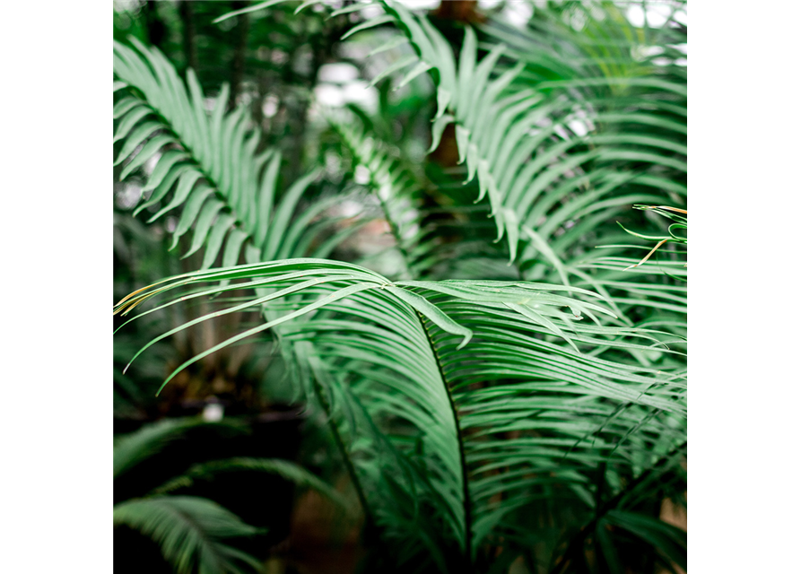 Floragard Aktiv Grünpflanzen- und Palmenerde