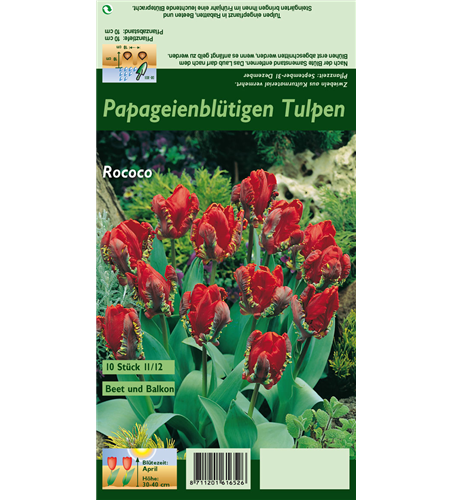 Papageien Tulpe 'Roccoco'