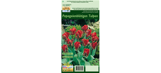 Papageien Tulpe 'Roccoco'