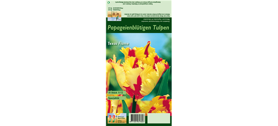 Papageien-Tulpe 'Texas Flame'