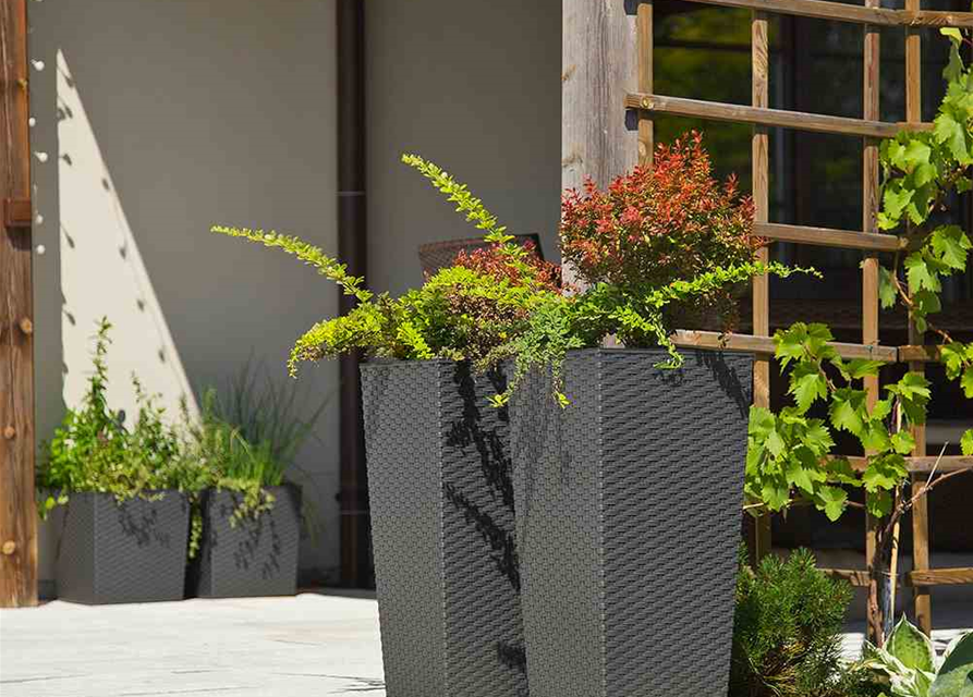 Siena Garden Pflanzkübel Paris, eckig, 30x30x57,0 cm, Rattanoptik in graphit Kunststoff