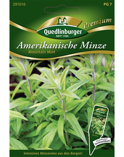 Amerikanische Minze-Samen 'Mountain Mint'