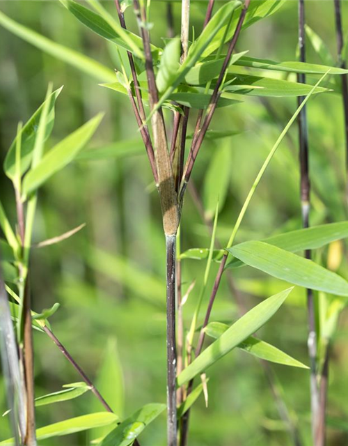 Bambus 'Black Pearl'