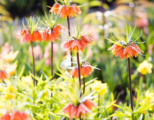 Fiedlers Garten & Hobbyland aus Gera