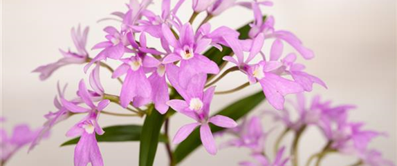 Für längere Blütezeit rechtzeitig Orchideen zurückschneiden 