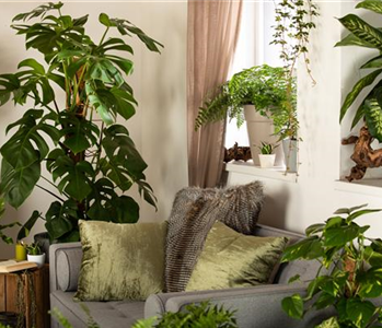 Dekorative Zimmerpflanzen bringen den Urban Jungle ins Haus