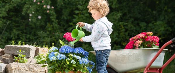 Für bunte Blütenpracht Hortensien pflegen und richtig düngen