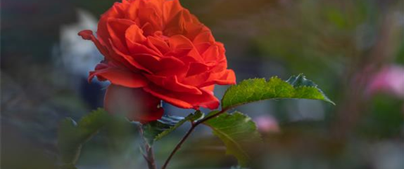Tipps für einen Rosengarten
