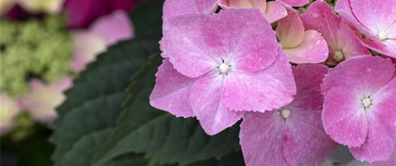 Für bunte Blütenpracht Hortensien pflegen und richtig düngen
