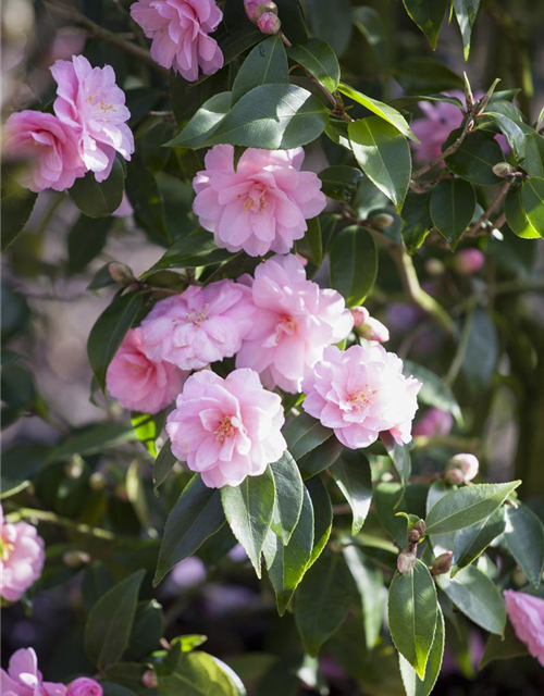 R Camellia japonica 'Spring Festival'
