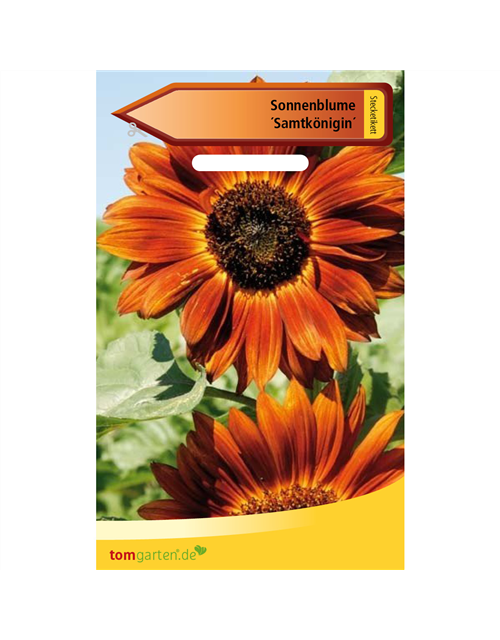 Sonnenblume 'Samtkönigin'