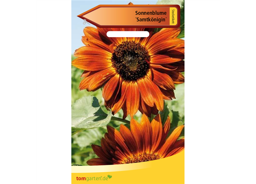 Sonnenblume 'Samtkönigin'