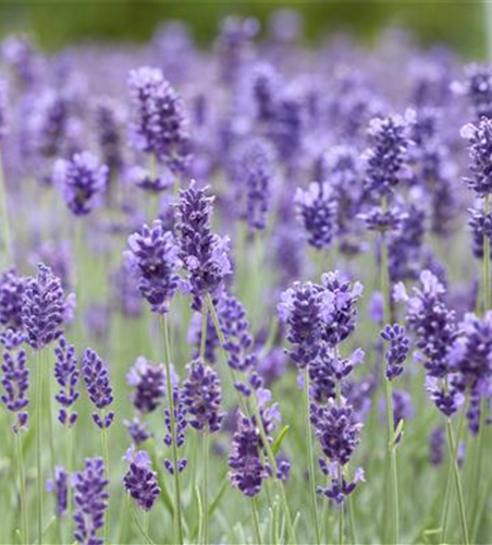 Echter Lavendel 'Hidcote Blue'