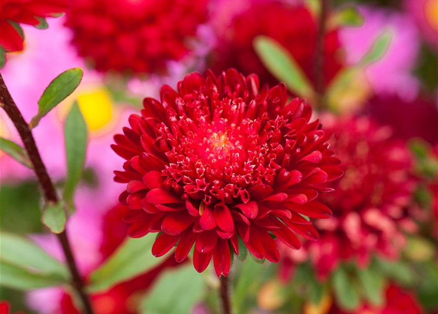 Prinzess-Aster 'Roter Edelstein'