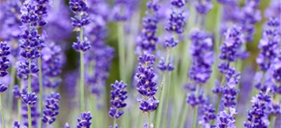 Echter Lavendel 'Vienco® Purple'