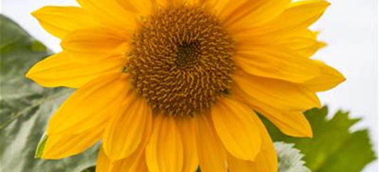 Riesen-Sonnenblume 'Talos'
