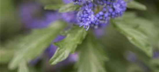 Bartblume 'Kew Blue'