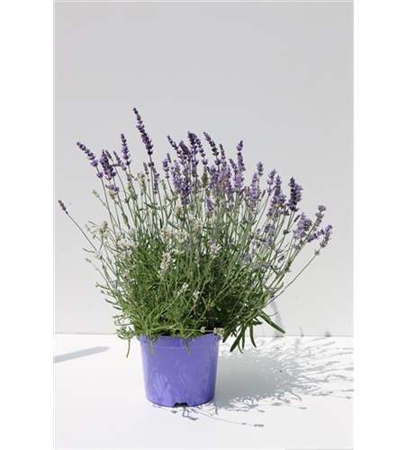 Lavendel-Farben-Mix 6 Sorten, 12er Set
