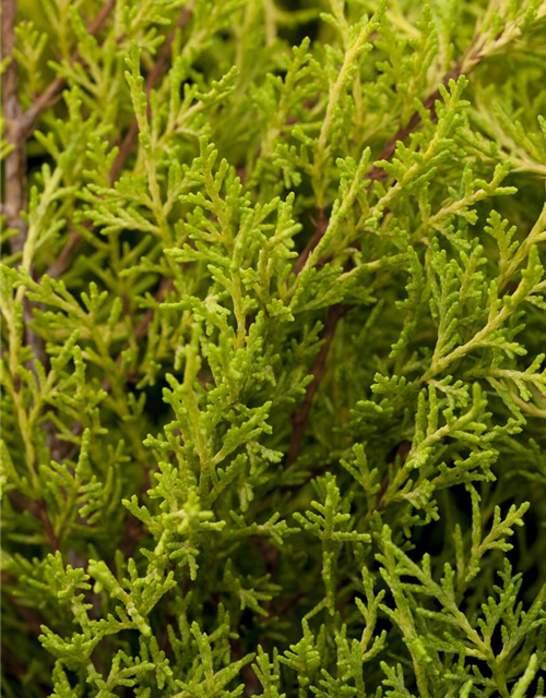 Juniperus chinensis 'Old Gold'