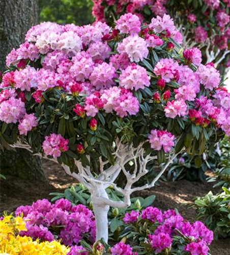 Yaku-Rhododendron 'Arabella'