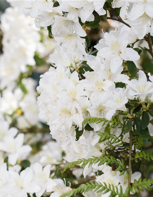 Karolina-Rhododendron 'Dora Amateis'