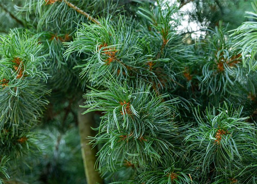 Mädchenkiefer 'Schoon´s Bonsai', Pinus parviflora 'Schoons Bonsai