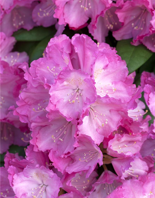 Yaku-Rhododendron 'Polaris'