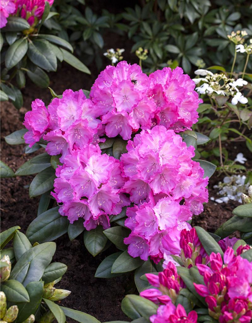 Yaku-Rhododendron 'Polaris'
