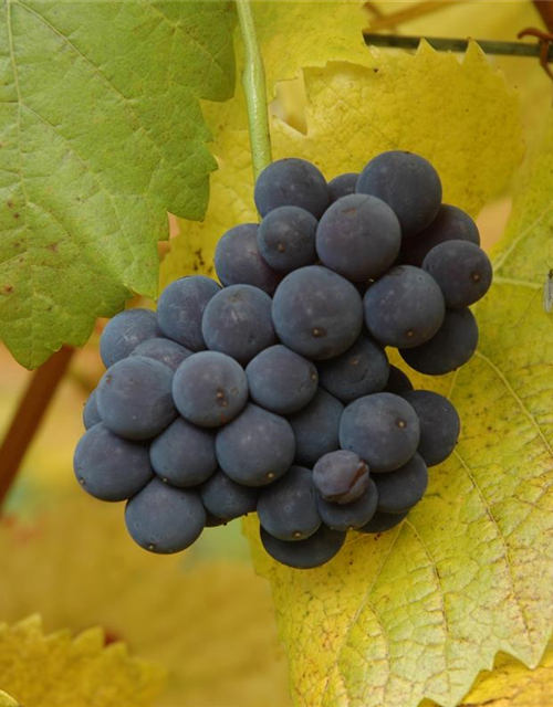 Vitis vinifera 'Muscat Bleu'