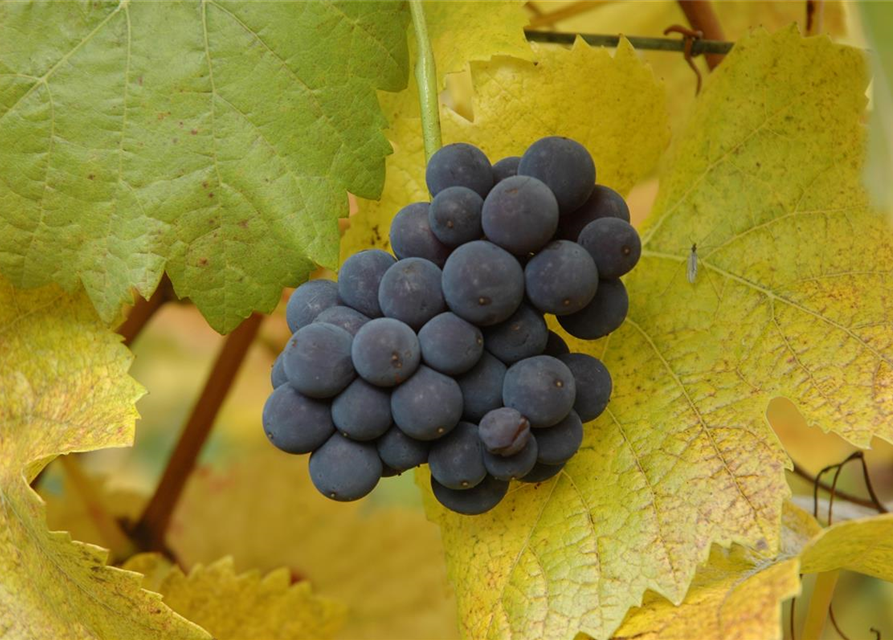 Vitis vinifera 'Muscat Bleu'