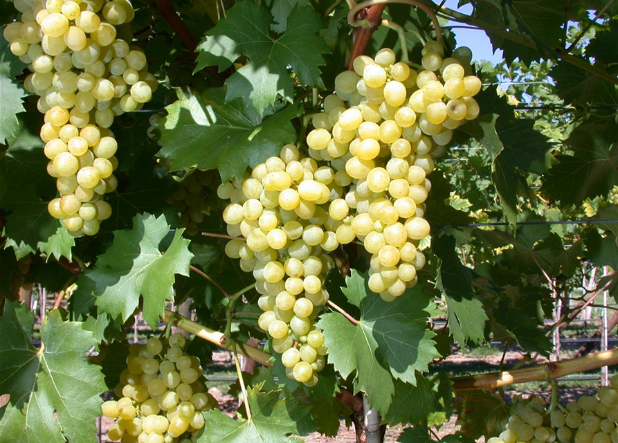 Vitis vinifera 'Phönix' 