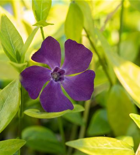 Kleines Garten-Immergrün 'Purpurea'