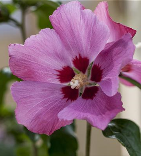 Hibiscus syriacus 'Silke'®