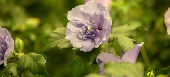 Hibiscus syriacus 'Lavender Chiffon'®