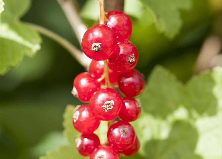 Johannisbeere Polar Fruits® 'Red Currant Berry'