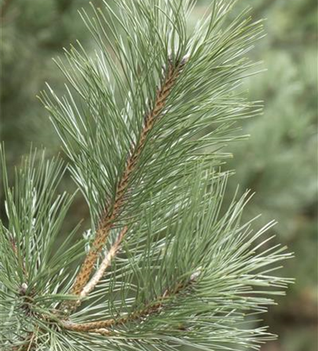 Pinus strobus 'Rheinhaus'