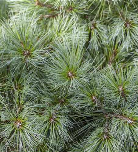 R Pinus strobus 'Bergmans Mini'
