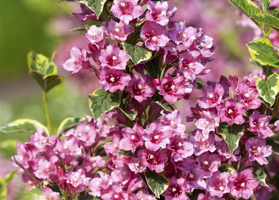 Weigela florida 'Nana Variegata', Buntblättrige Weigelie 'Nana