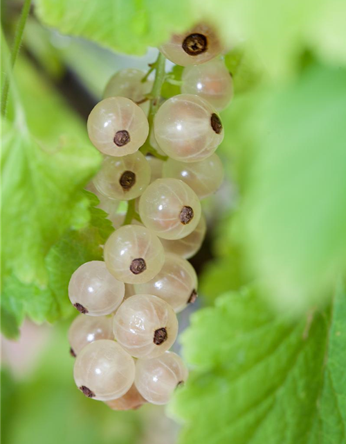 Johannisbeere Polar Fruits® 'White Currant Berry'