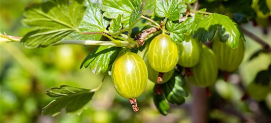 R Ribes uva-crispa 'Hinnonmäki gelb' CAC II