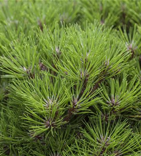 R Pinus nigra 'Marie Bregeon'®